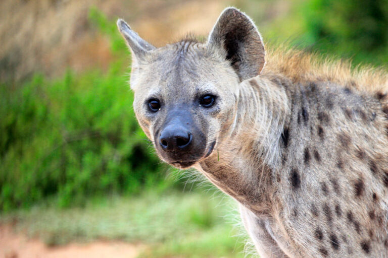 Safari-Game-Drives Addo Park Hyena Tour Addo