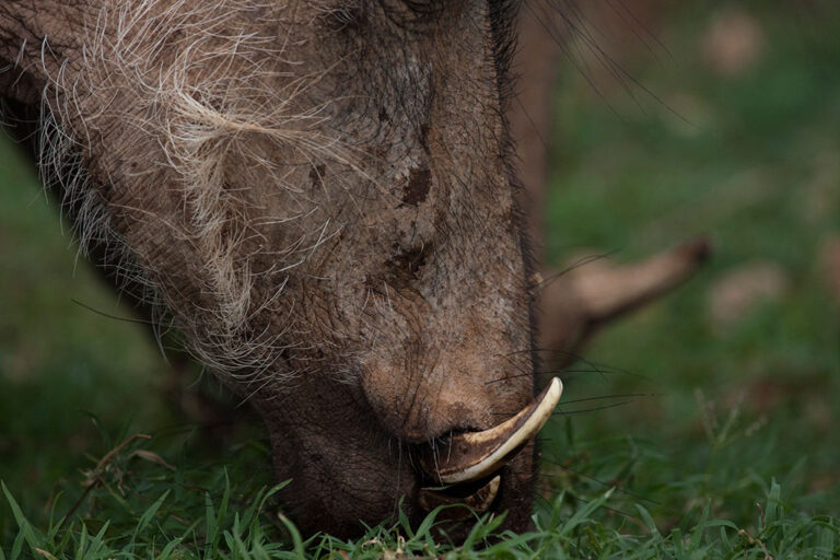 Safari-Game-Drives Addo Park Warthog Addo