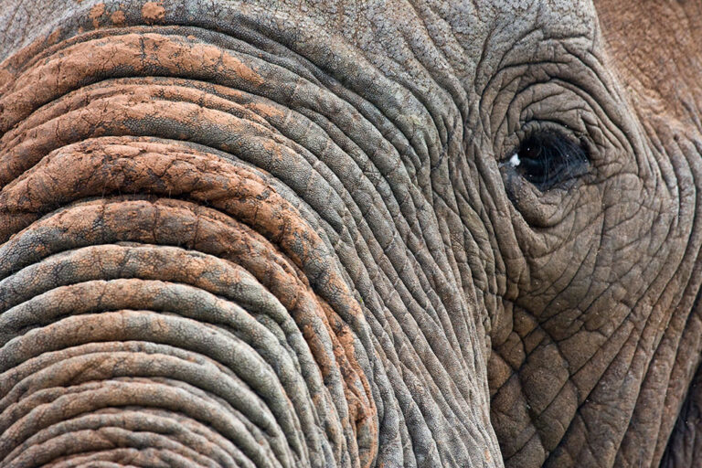 Safari-Game-Drives Elephant Tours Addo