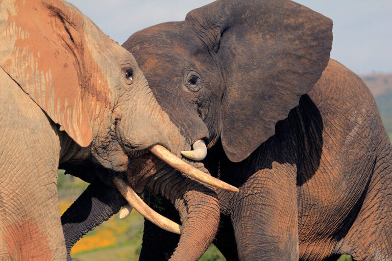 Safari-Game-Drives The Addo Elephant Game Drives Addo