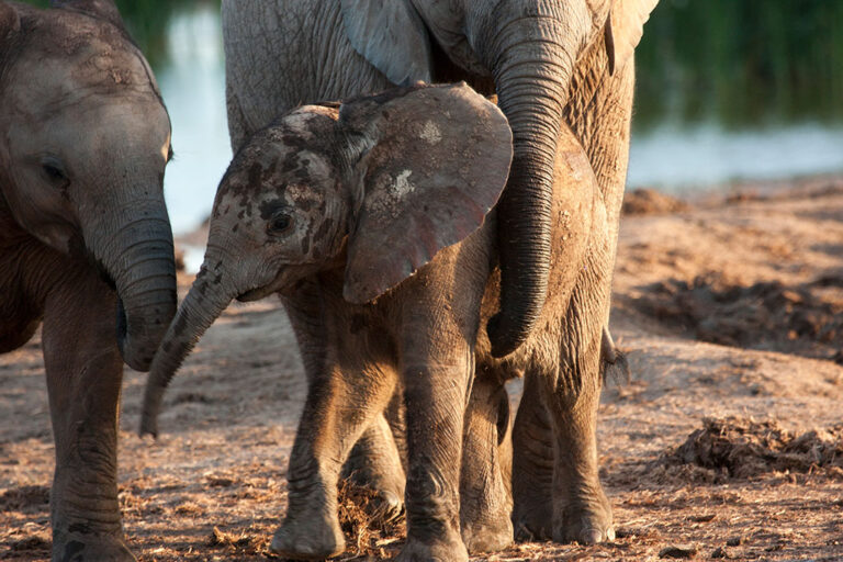 Safari-Game-Drives Top Addo Elephant Park Tours Addo