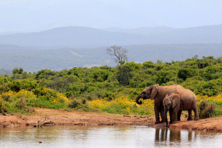 Safari-Game-Drives addo park game drives MG 6932 Addo