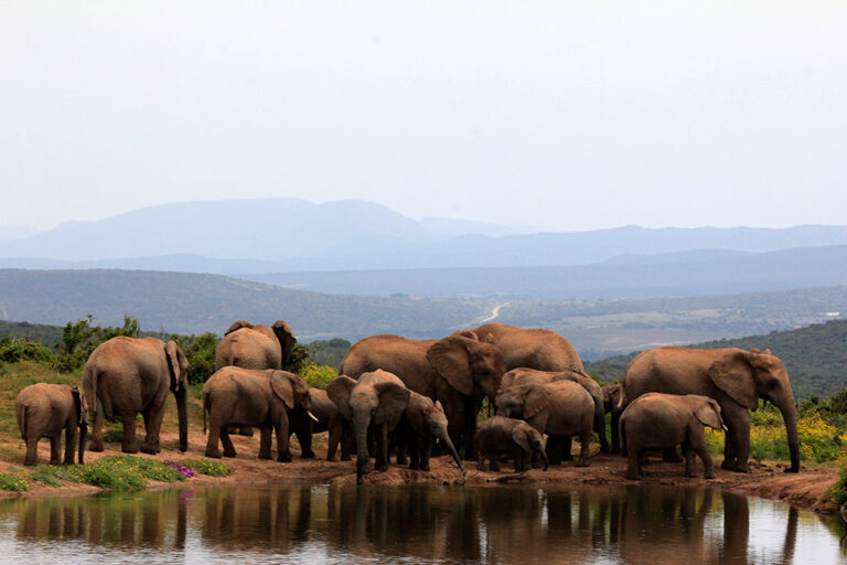 Safari-Game-Drives addo park game drives MG 6939 Addo