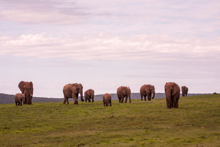 Safari-Game-Drives addo park game drives MG 7374 Addo
