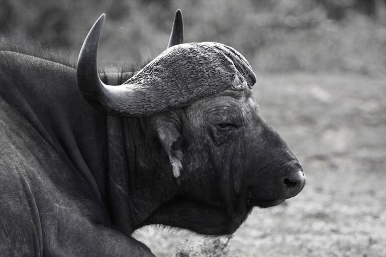 Safari-Game-Drives addo park tour buffalo000002 large Addo