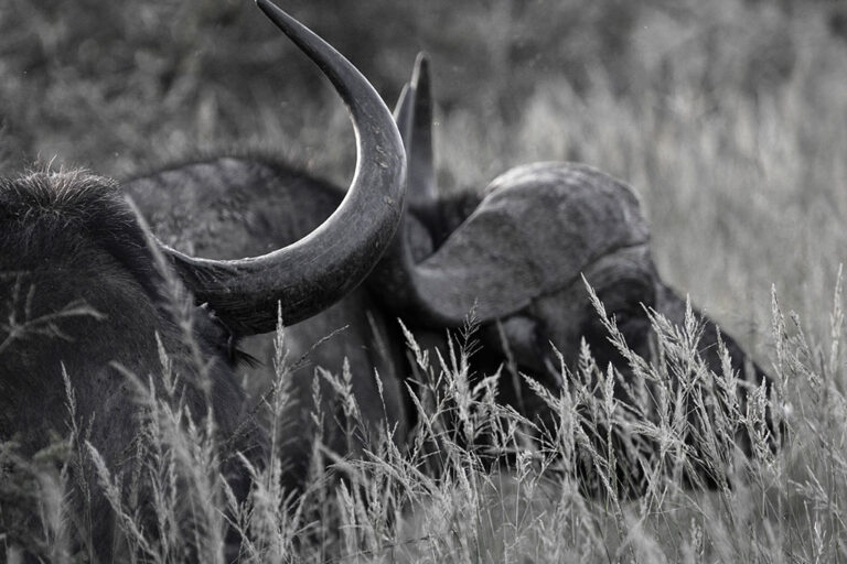 Safari-Game-Drives addo park tour buffalo000005 Addo