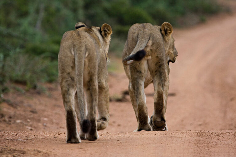 Safari-Game-Drives addo park tour cats000023 large Addo