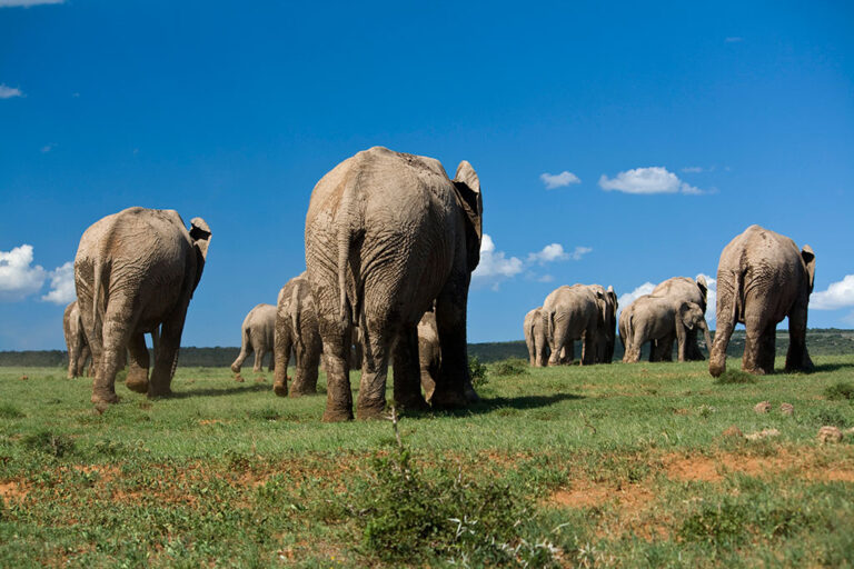 Safari-Game-Drives addo park tour elephant000003 large Addo
