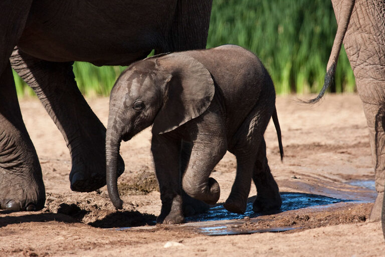 Safari-Game-Drives addo park tour elephant000009 large Addo