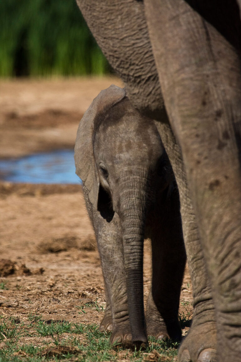 Safari-Game-Drives addo park tour elephant000010 large Addo