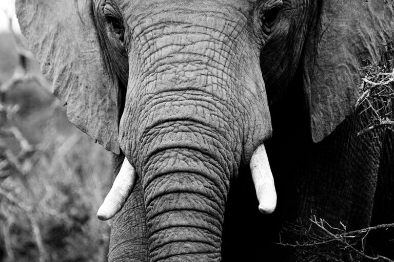 Safari-Game-Drives addo park tour elephant000032 Addo