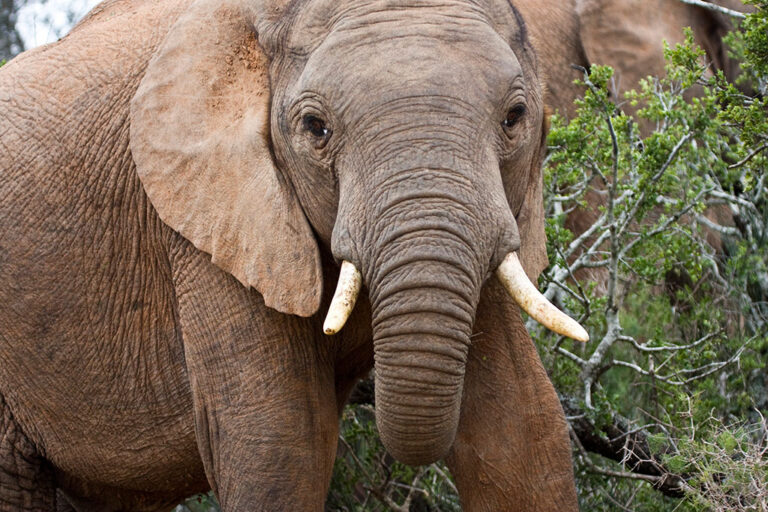 Safari-Game-Drives addo park tour elephant000033 Addo