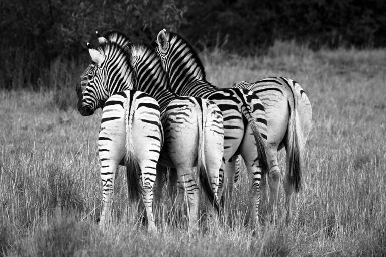 Safari-Game-Drives addo park tour zebra000006 large Addo