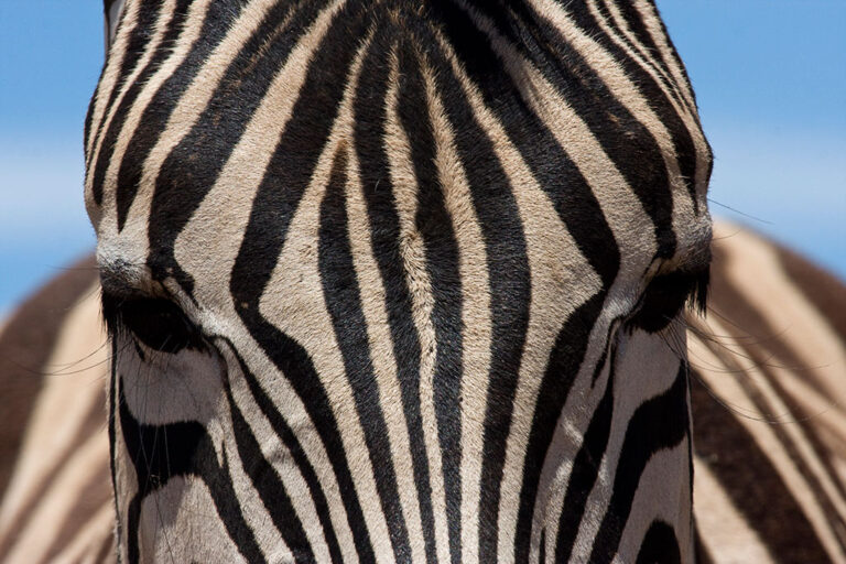 Safari-Game-Drives addo park tour zebra000010 large Addo