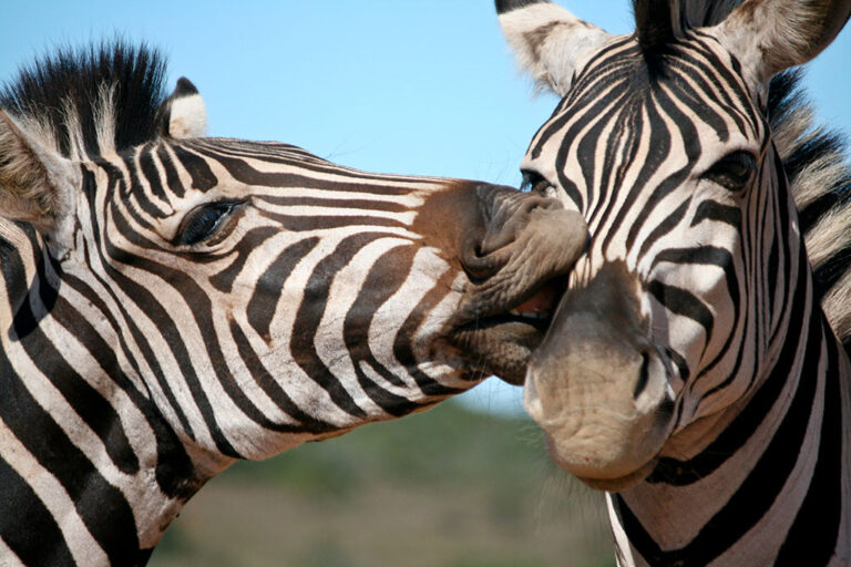 Safari-Game-Drives addo park tour zebra000013 large Addo